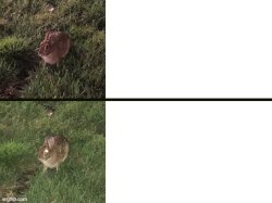 I sleep real shit but it's a bunny Meme Template