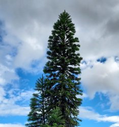 Wollemi Pine (Wollemia nobilis) Meme Template