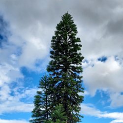Wollemi Pine Meme Template