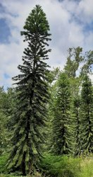 Wollemi Pine Meme Template