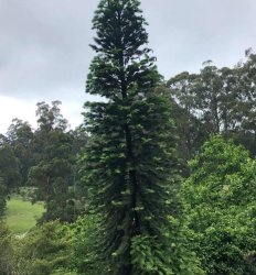 Wollemi Pine Meme Template
