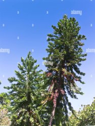 Wollemi Pine Meme Template