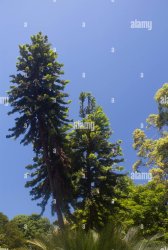 Wollemi Pine tree Meme Template