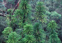 Wollemi Pine tree Meme Template