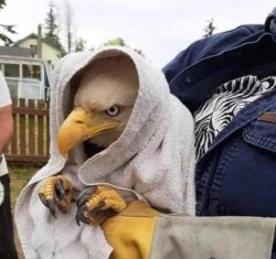 Angry Eagle Meme Template