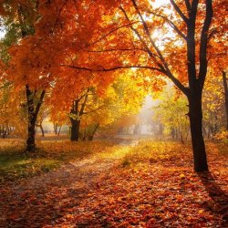 Fall foliage Meme Template