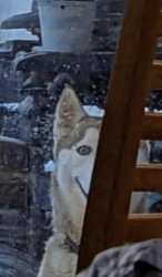 Alaskan KGB POV Meme Template