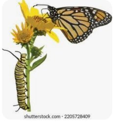 Butterfly Meme Template