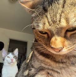 Seth Ricks Meme Template