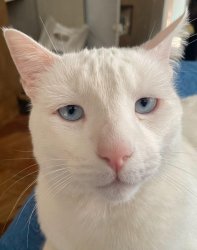 Existencialist cat Meme Template