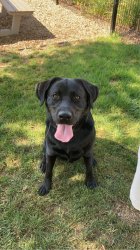 Marty the Lab Meme Template