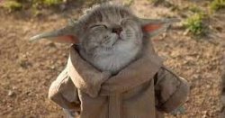 YODA CAT Meme Template