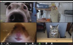 Animal zoom call Meme Template