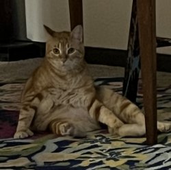 Surprised orange cat Meme Template