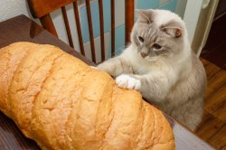 Cat with bread Meme Template