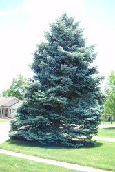 Blue Spruce Meme Template