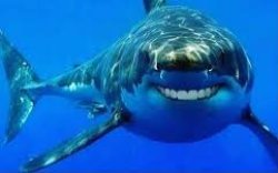 smiling shark Meme Template