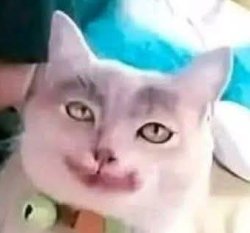 Joker cat Meme Template