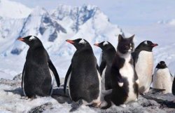 Undercover Cat Meme Template