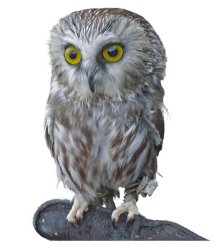 saw whet Meme Template