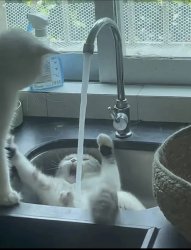Cat in sink Meme Template