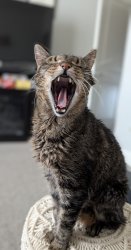 Screaming Singing Cat Meme Template
