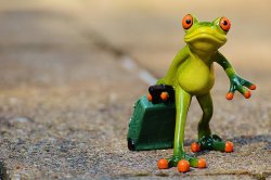 Frog Meme Template