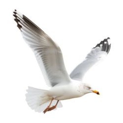 flying seagull Meme Template