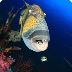 Triggerfish Meme Template