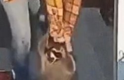 Angry Raccoon Meme Template