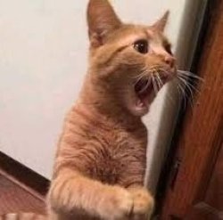 Orange Cat Shocked Meme Template