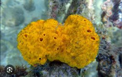 Sea sponge Meme Template