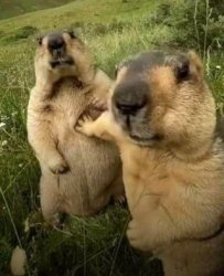 Dam!!!! Meme Template