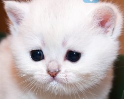 P.O.V When you forget to feed your cat Meme Template