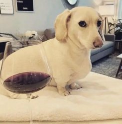 disapproving wine dog Meme Template