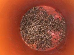 Bluebonnet seeds at the bottom of a 5 gallon bucket Meme Template