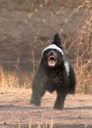 honey badger Meme Template