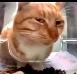 Suspicious cat Meme Template