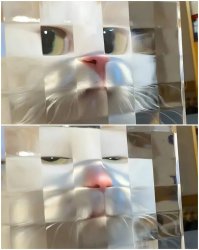 Judgey meow Meme Template