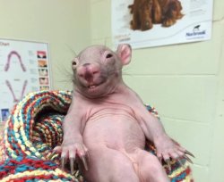 Wats up Mfs Meme Template