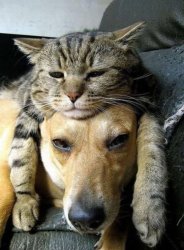 Cat on Dog's head Meme Template