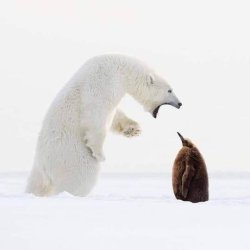 Polar bear vs Penguin Meme Template