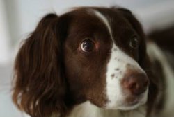 Sad eyes Meme Template