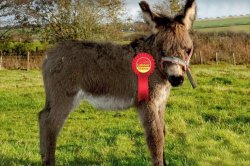 Labour Donkey Meme Template
