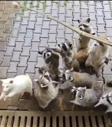 Blind albino raccoon Meme Template