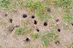 gopher holes ground many several grass dirt Meme Template