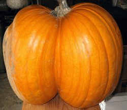 Thick pumpkin Meme Template