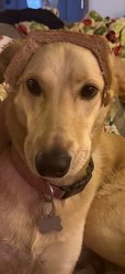 Queen of the Bread Borks Meme Template