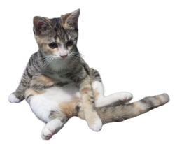 Ow really? Meme Template