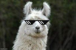 COOLES LAMA!!! Meme Template